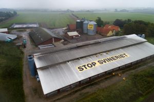 Greenpeace i aktion mod svinefabrikker – 19 aktivister sigtet for husfredskrænkelse