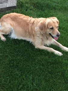Golden Retriever’en ”Maggie”, som afdøde luftede på gerningstidspunktet. (Politiet)
