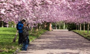 Blomstrende Skønhed: Kirsebæralléen på Bispebjerg Kirkegård åbner for Forårsglæder