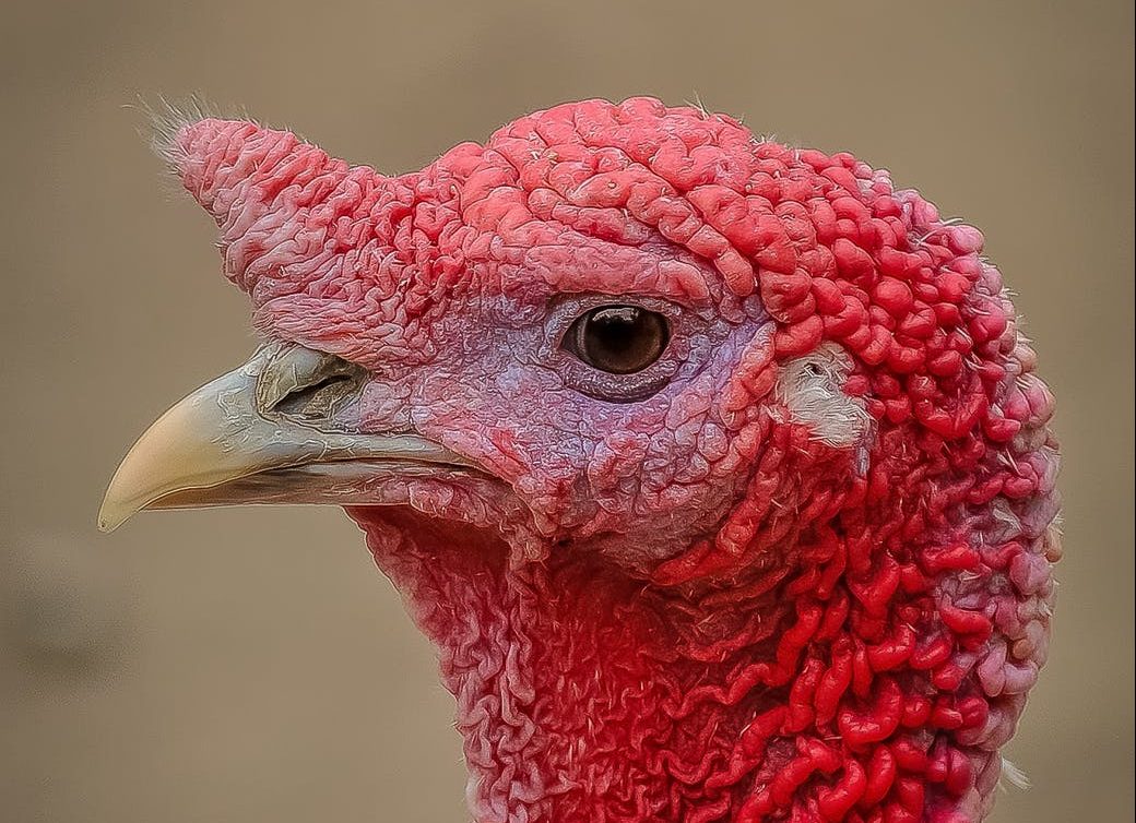 red headed bird in close up photo