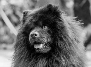 Mand og hund bidt af løsgående hund