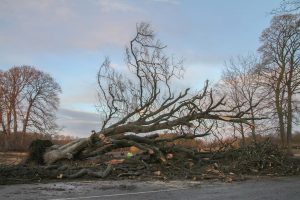 DMI udsender varsel: Vindstød af stormstyrke
