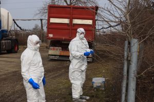 Frygter fugleinfluenza: 40.000 kalkuner aflives