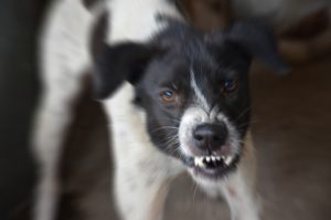 Skulle levere pakke: Mand bidt af hund