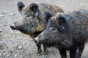 Vildsvin på springtur – nu sigtes ejeren fordi indhegningen var for dårlig